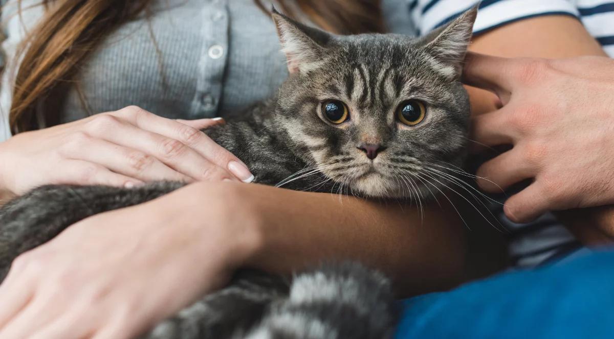 Jak znaleźć miłość i kota?