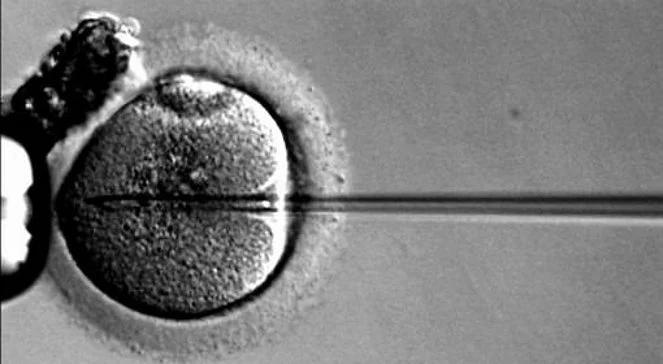 Rząd rozmawia o in vitro. "Ustawa będzie przed wyborami, bo to manifestacja polityczna"