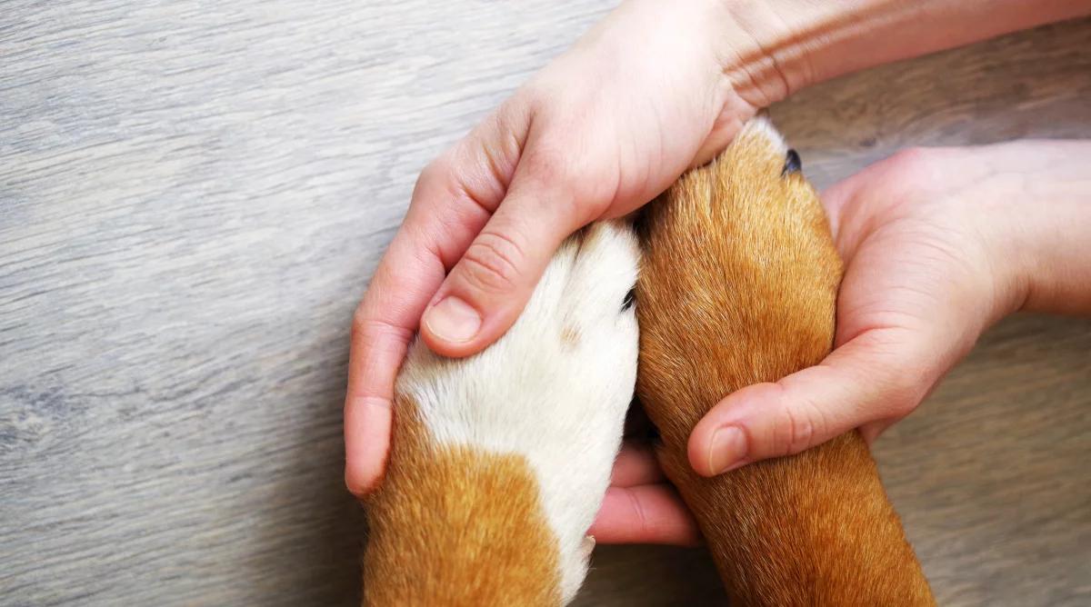 "Nie kupuj, adoptuj, pomagaj". Zajęcia z pomagania zwierzętom