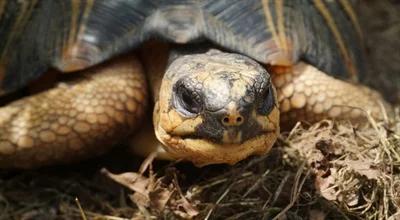 Mieszkańcy warszawskiego zoo z historią w tle