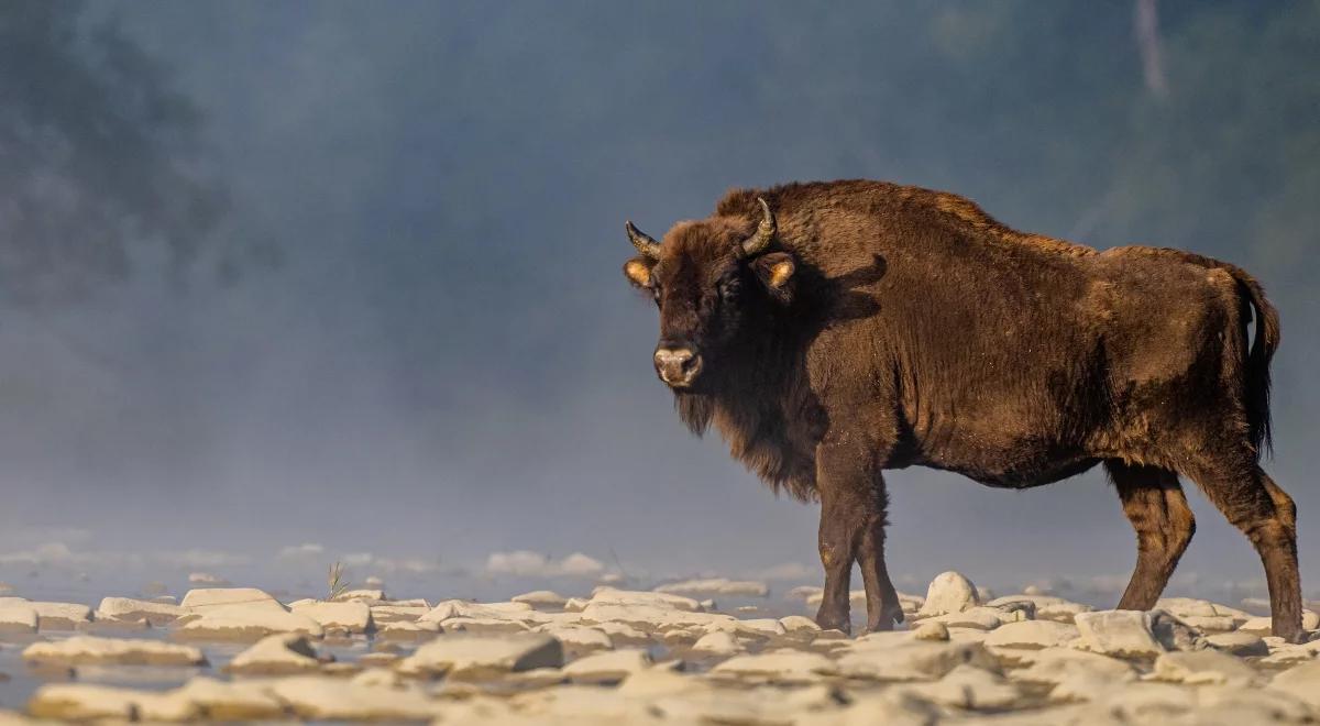 Żubry coraz częściej widziane w Polsce. Ile osobników możemy spotkać w naszym kraju?  