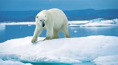 Niedźwiedź polarny zabił brytyjskiego ucznia