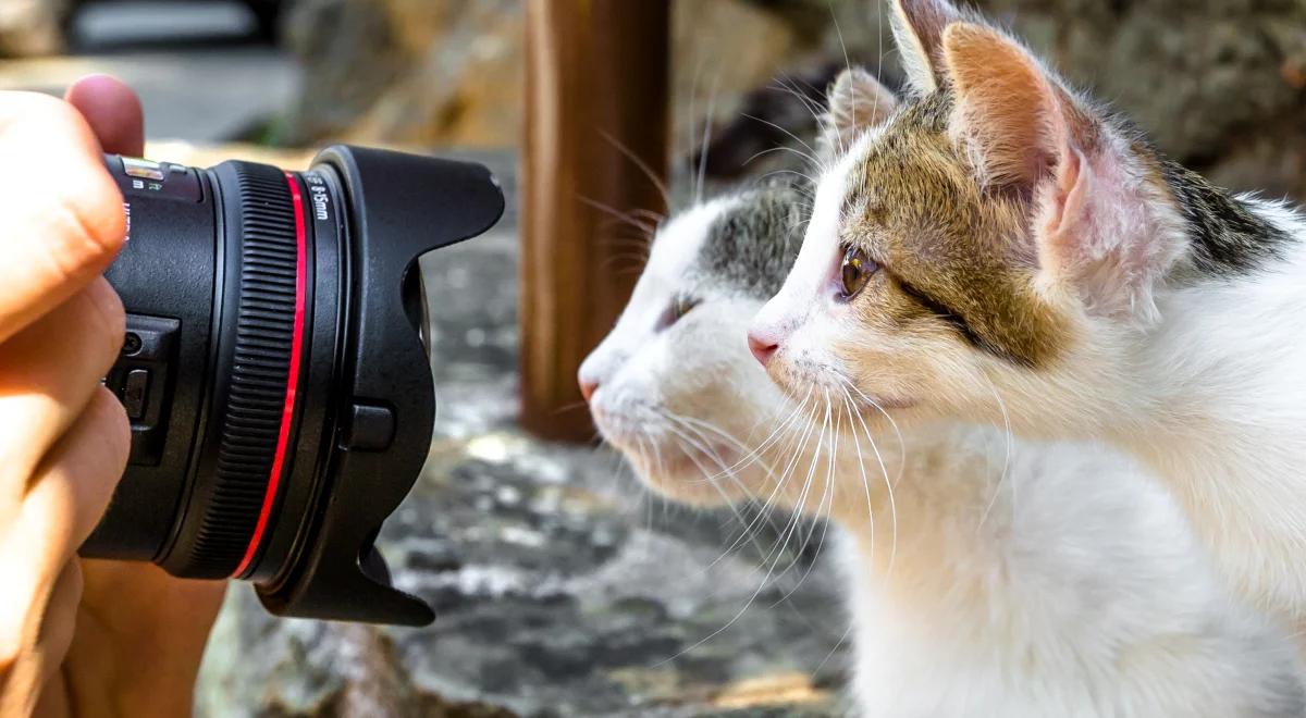 Kot: psoci, drapie, czasami dąsa się, ale kocha i… jest gwiazdą internetu