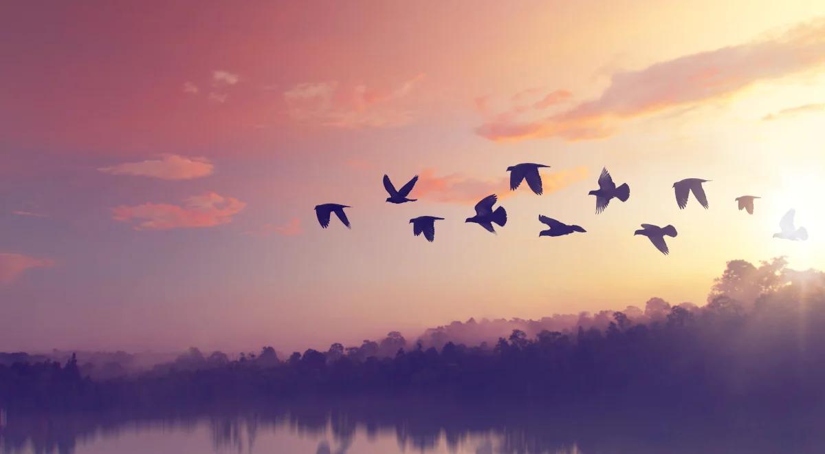 Jesień - pora przelotów ptaków