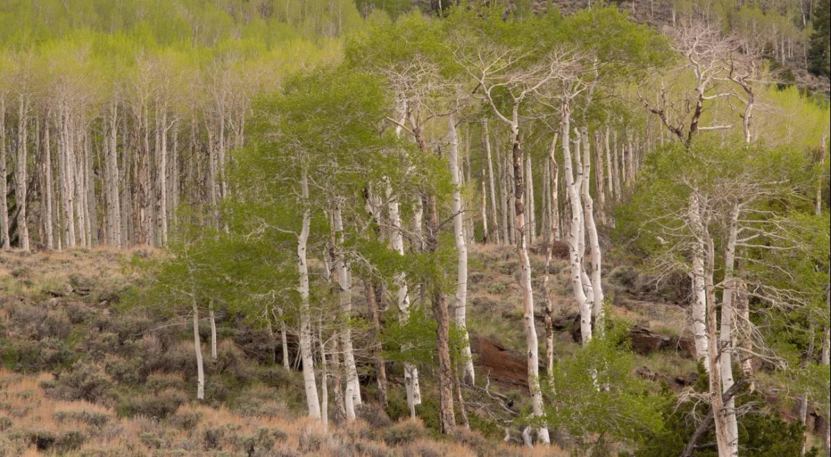 Pando: niezwykły las, który jest jednym, wielkim organizmem. Najstarszym na Ziemi