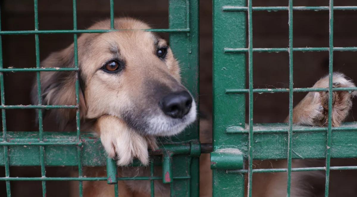 Nowa era w prawie dotyczącym schronisk dla zwierząt. "Zmiany będą duże"