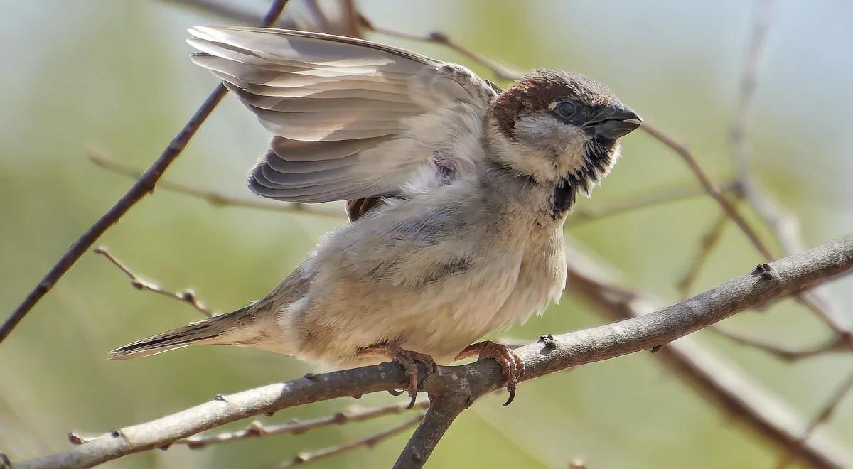 Jak chronić i wspierać miejską przyrodę?