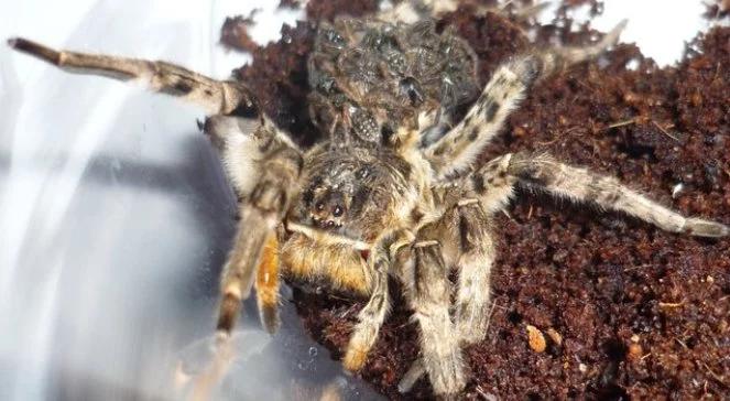 Groźne wędrówki roślin i zwierząt