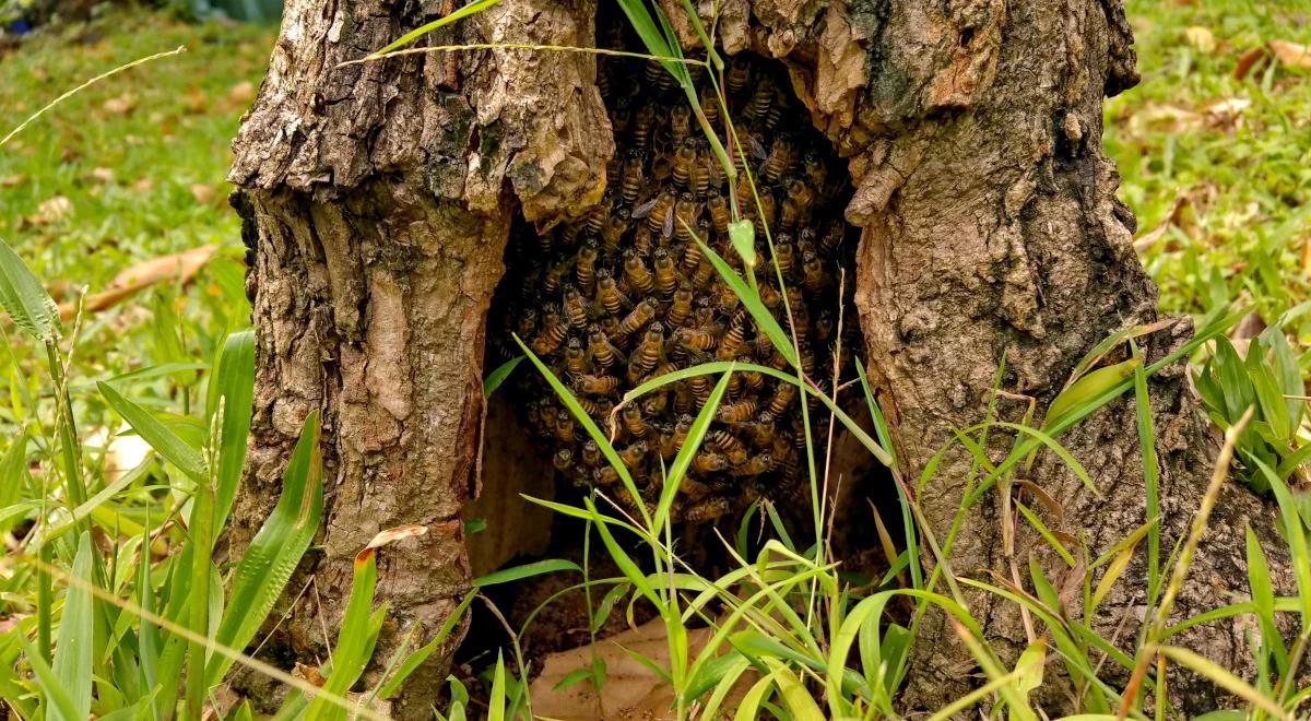 Pszczoły i ludzie – renesans bartnictwa