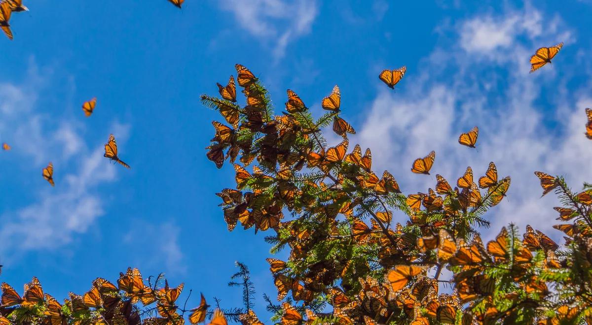 Ochrona migrujących motyli w cieniu zbrodni