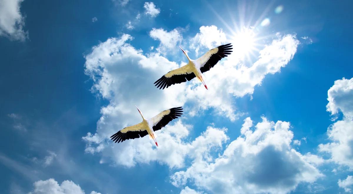 To będzie dziwna wiosna: bociany białe wciąż nie przyleciały z Afryki! 