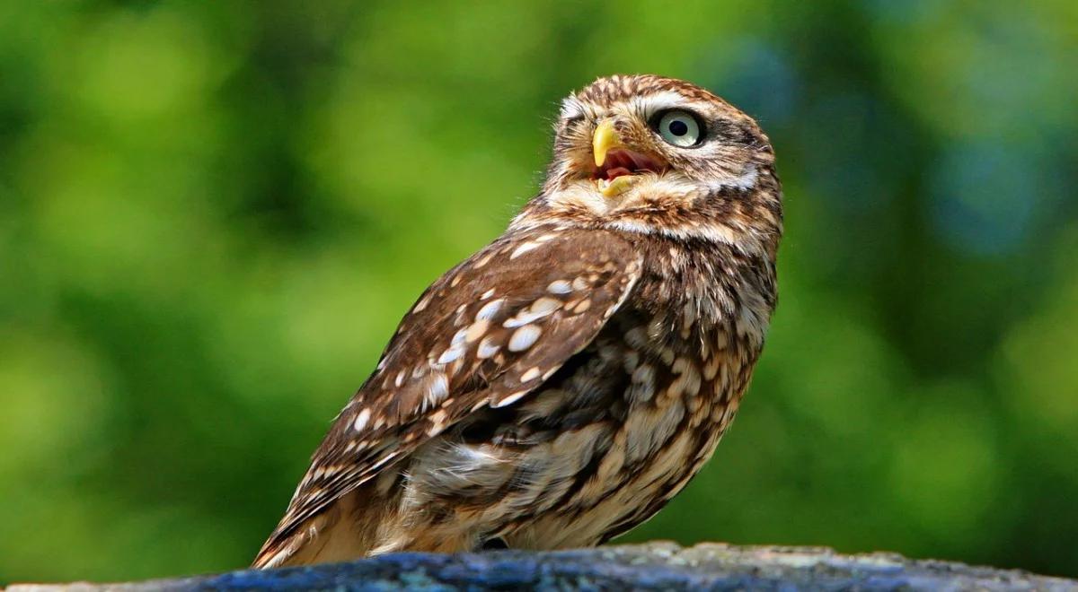 Sowy - jakie są te tajemnicze ptaki?