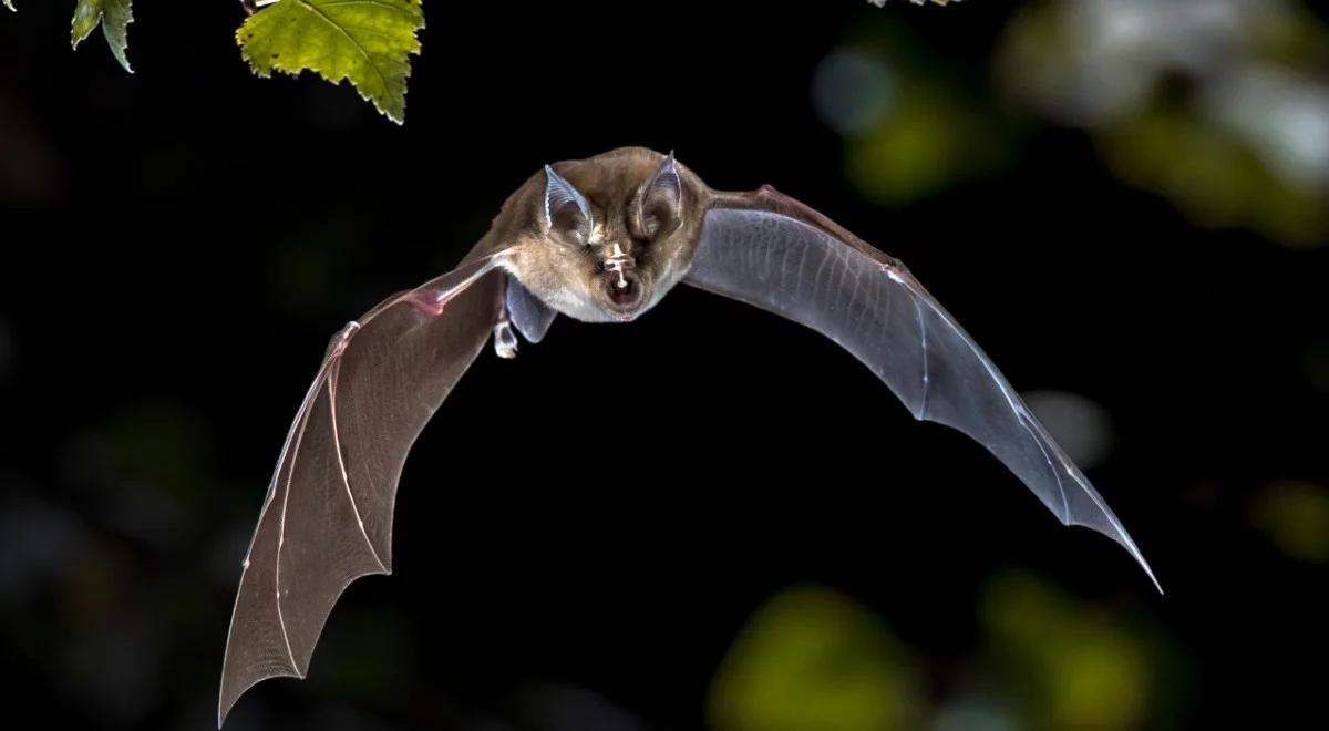Nietoperze: nie ma się czego bać!