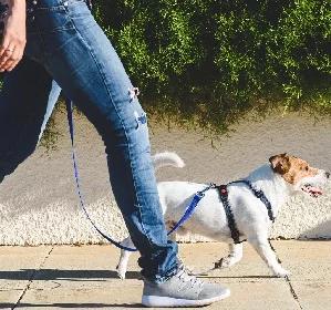 Zabawa na cztery łapy - aktywności dla psa i kota w domu i na dworze