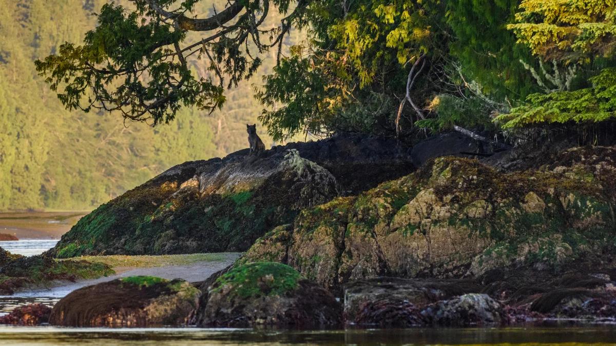 Smakosze ryb i fok. Fascynujące historie o wilkach żyjących nad oceanem