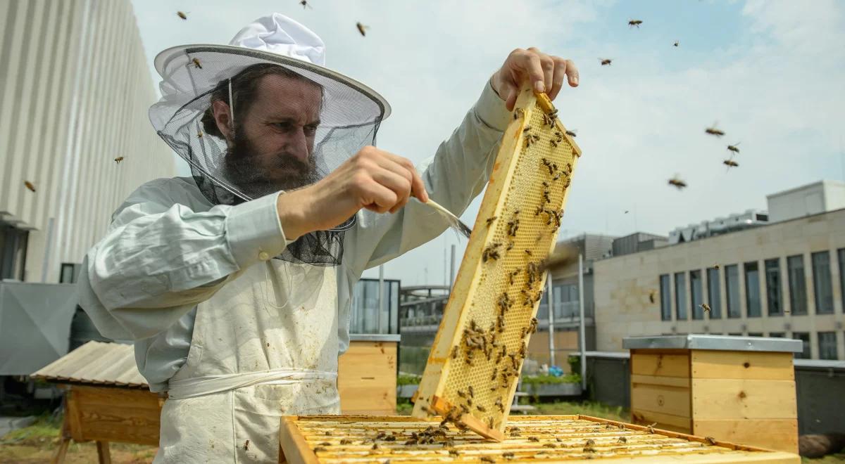 Miasto, pszczoły, fotografia, sztuka: daleko od siebie, a jednak blisko