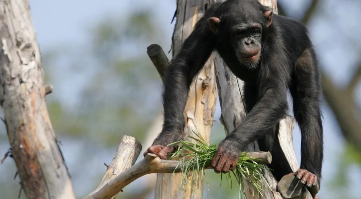 Szympansica z wyjątkowym hobby