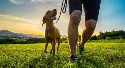 Jak zaplanować wyjazd z psem? Behawiorystka o kilku ważnych zasadach