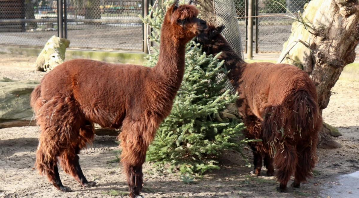 Dlaczego zwierzęta z warszawskiego ZOO lubią choinki?