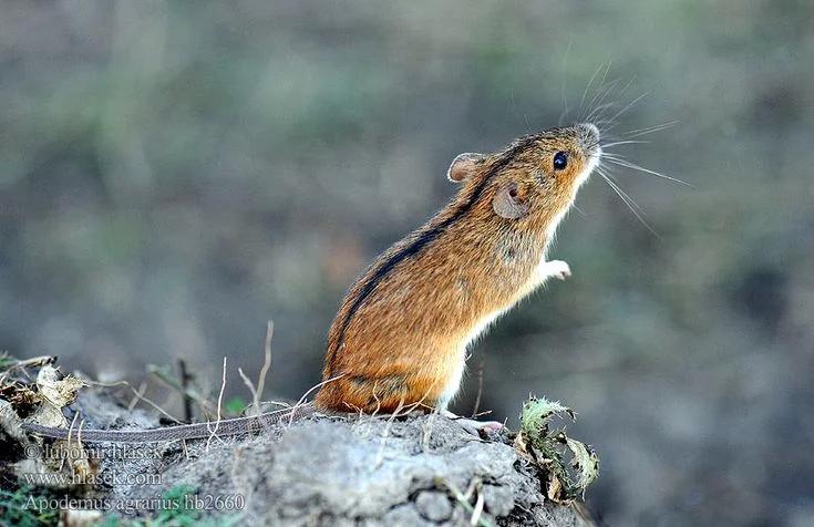 Sprytne.. myszy polne oraz taktyki obronne innych zwierząt