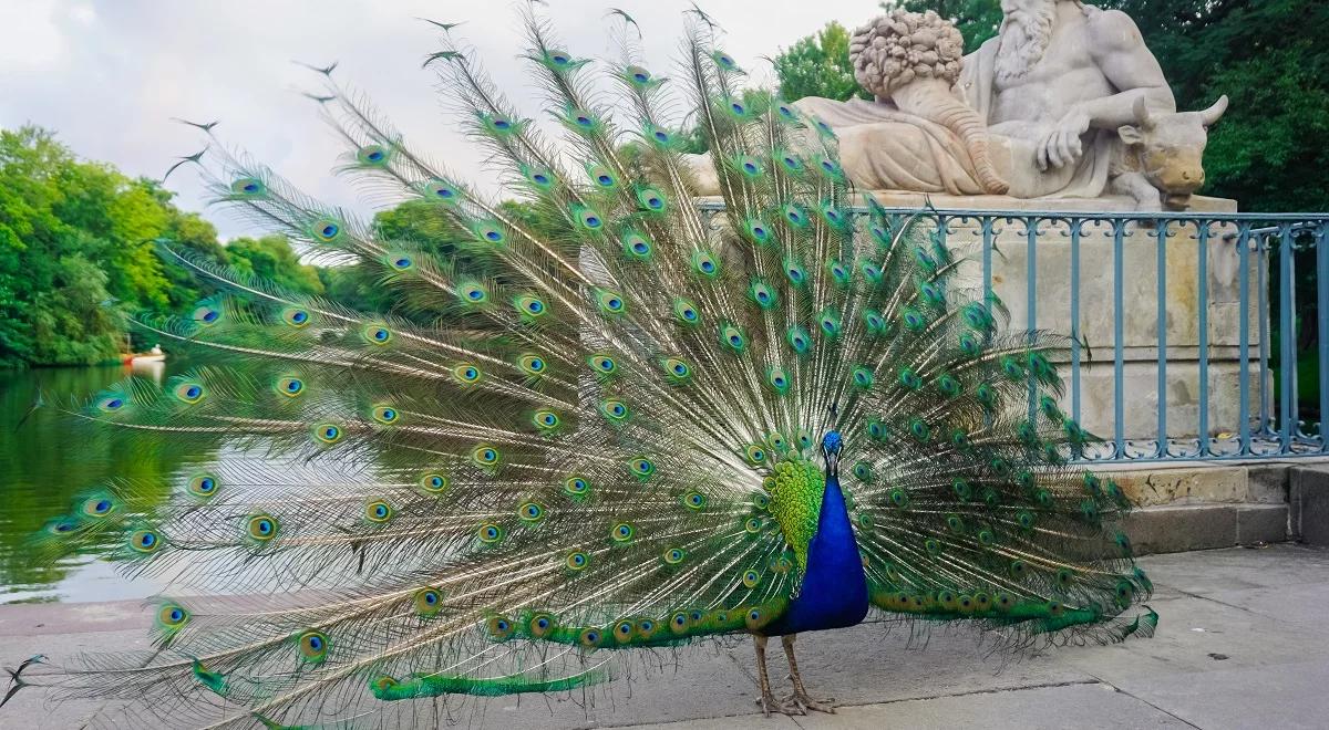 Łazienki Królewskie – warszawski ogród z nietypowymi wymaganiami 