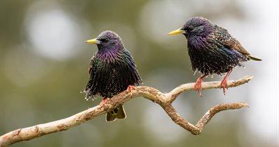 Zrozumieć śpiew ptaków. O tajemnicach, jakie kryją odgłosy naszych skrzydlatych przyjaciół