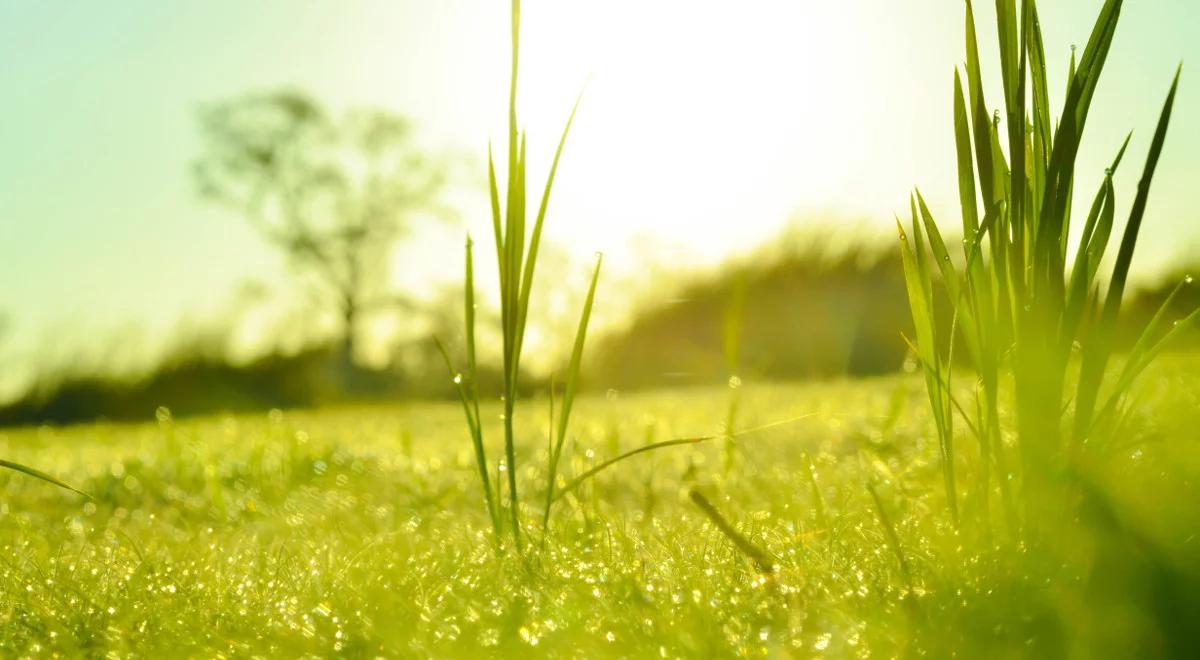 Trawy i zboża zarzucają sieci na... ziarna pyłku