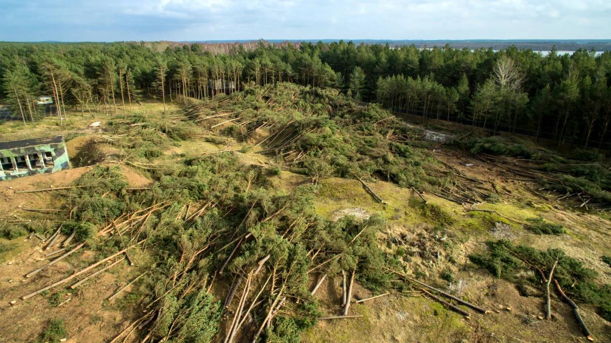 Koniec z masową wycinką drzew? Jest projekt nowelizacji ustawy