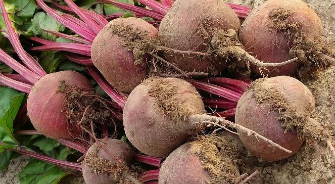 Przepyszna kolorowa tarta z burakami