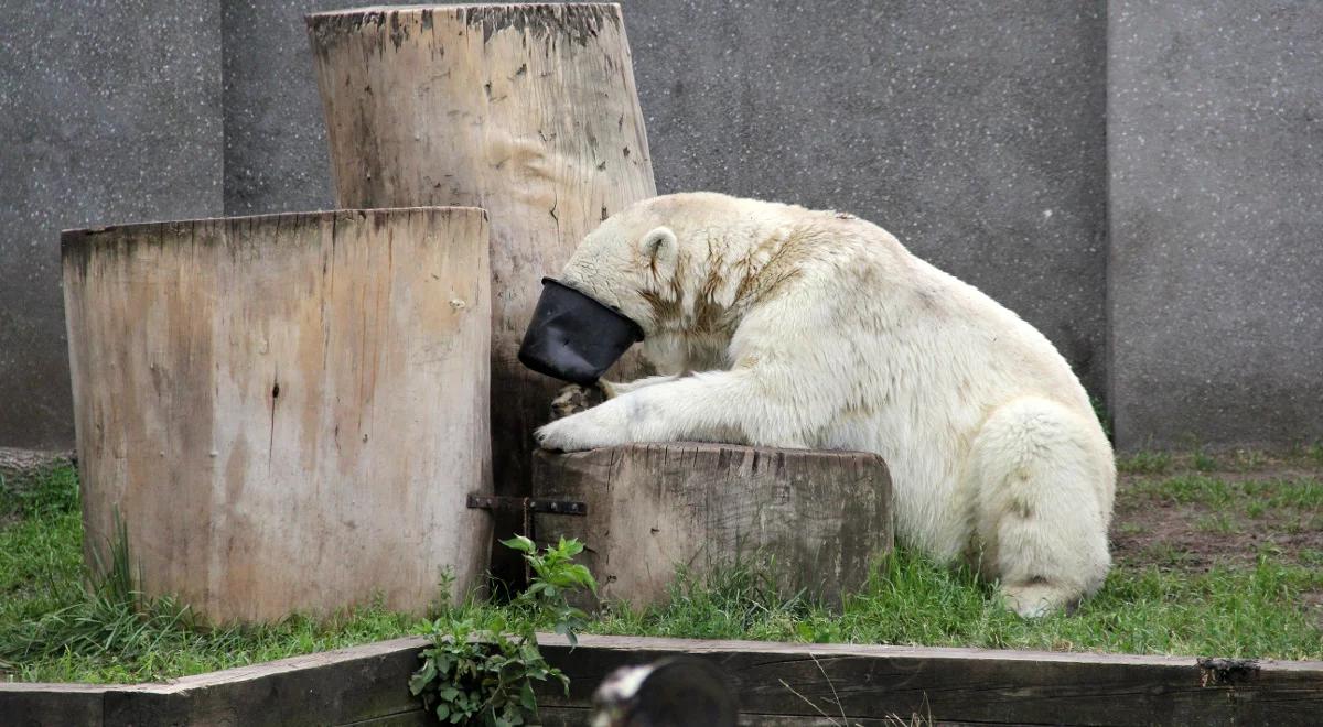 Największe łakomczuchy w warszawskim zoo 