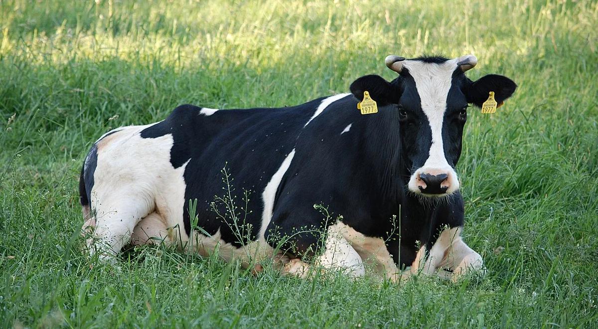 Co dzieci z miast wiedzą o wsi?