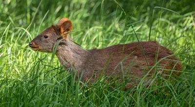 Przyszła na świat w warszawskim ZOO. Jest apel o wybór imienia