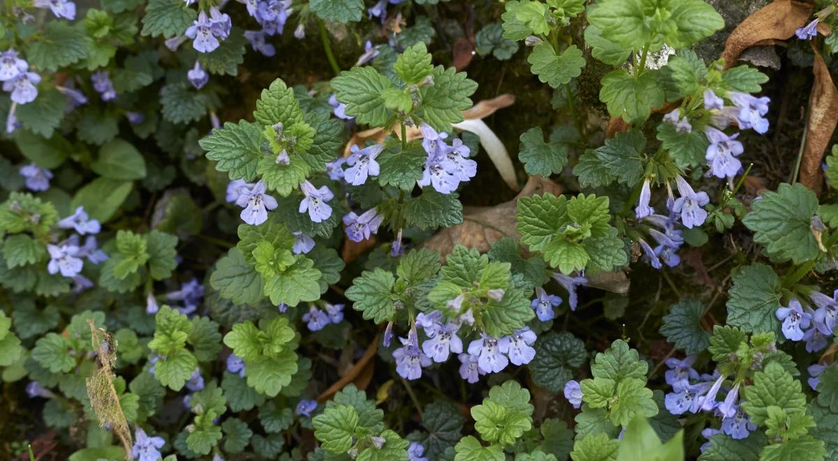 Bluszczyk kurdybanek – uporczywy chwast czy uniwersalne lekarstwo?
