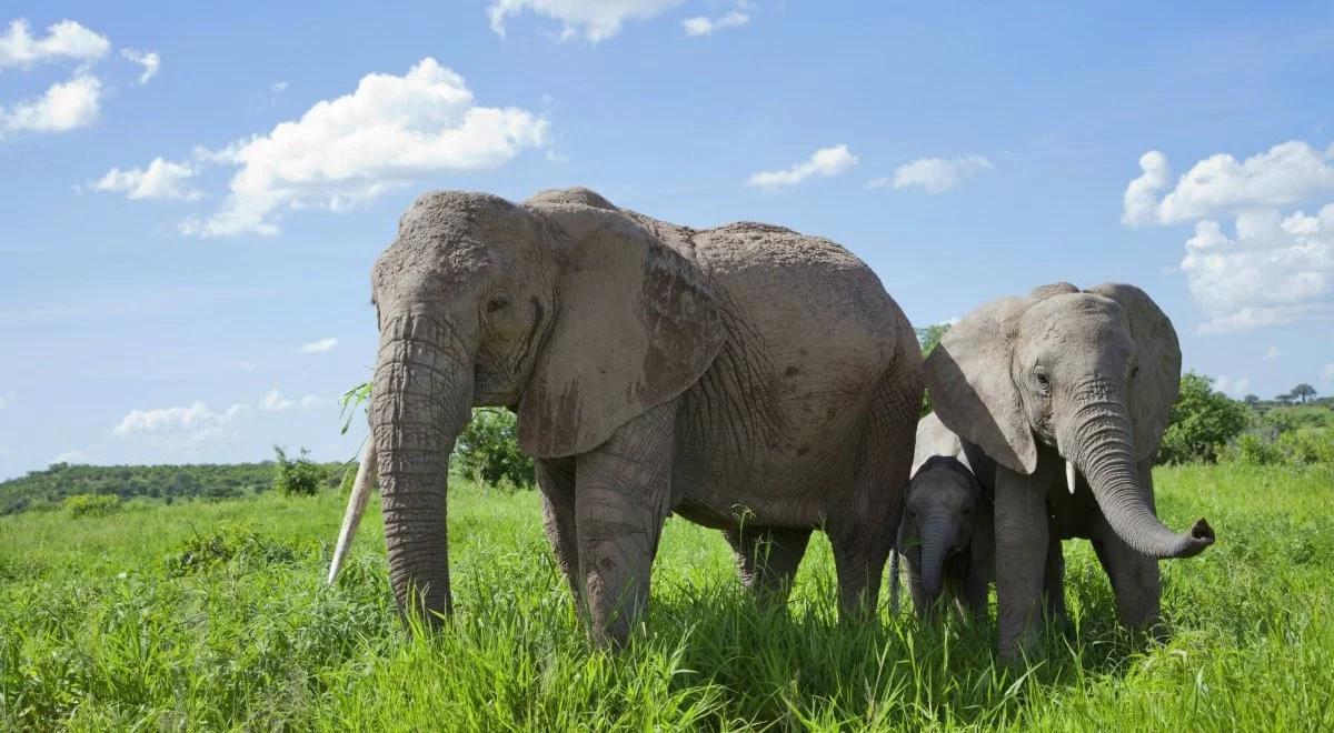 Przypominamy jedną z najważniejszych audycji Polskiego Radia. "Śmierć słonia" w Trójce