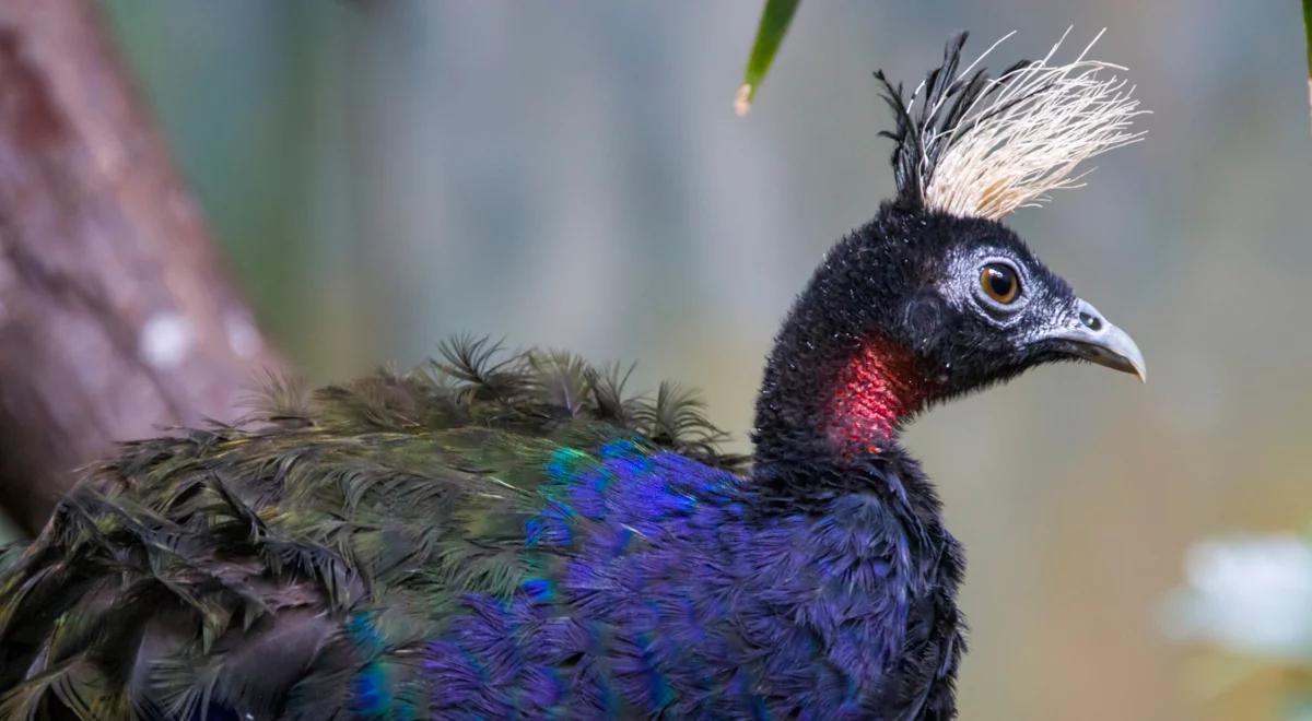 Polska – potentat hodowli pawi kongijskich