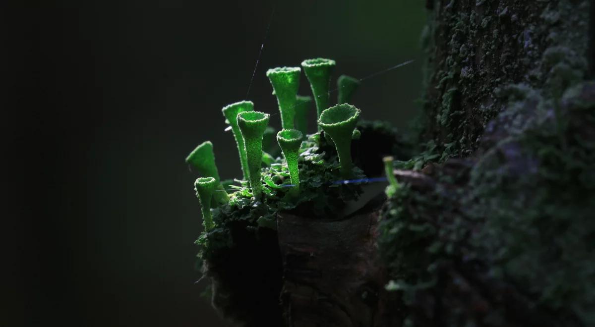 Pełny odlot: grzyby w kosmosie!