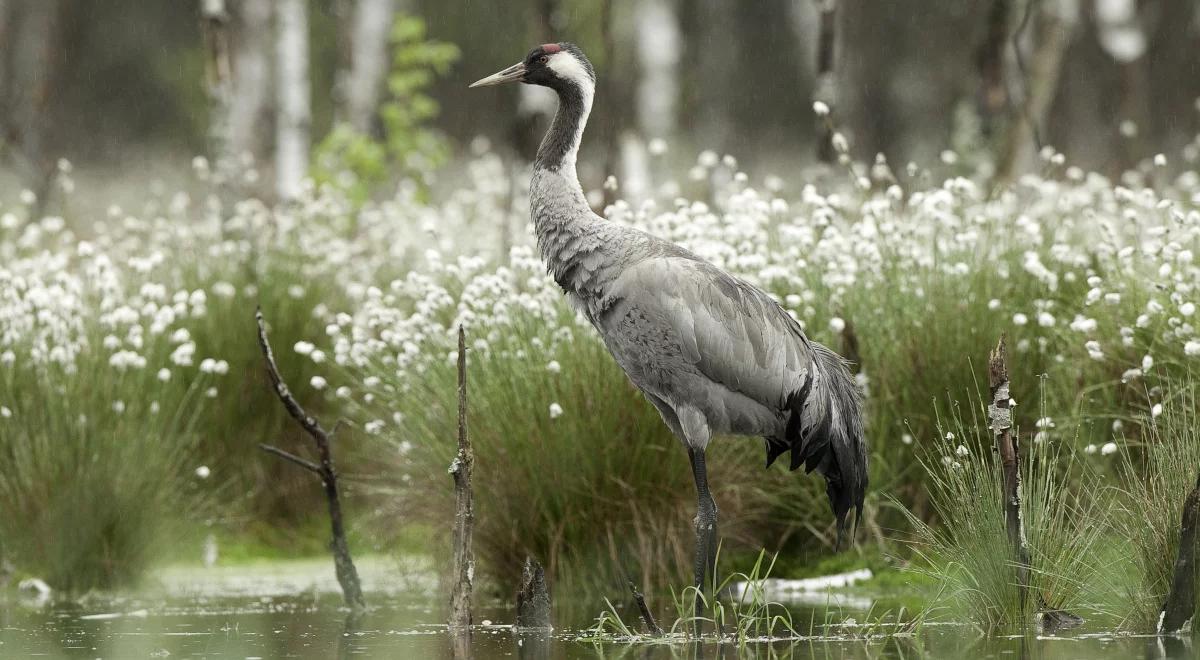 Dzikie ptaki pod lupą. Trwa obrączkowanie piskląt
