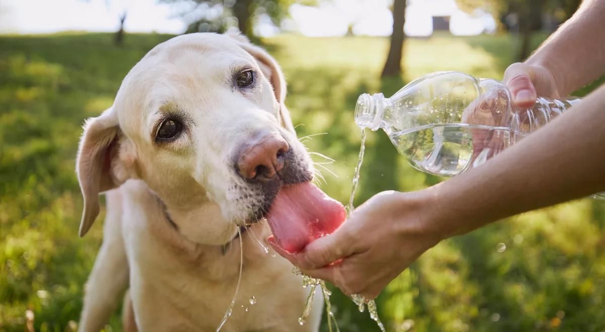 Upał, słońce i wysoka temperatura. Jak pomóc zwierzętom?