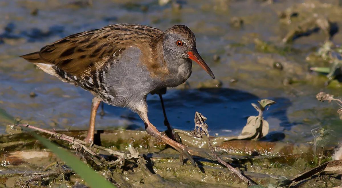 Ptaki, które lubią chodzić pieszo