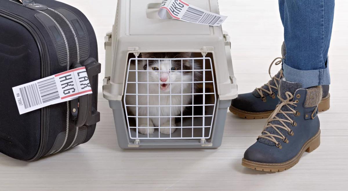 Czworonóg w podróży. Przygotowania w trzech krokach