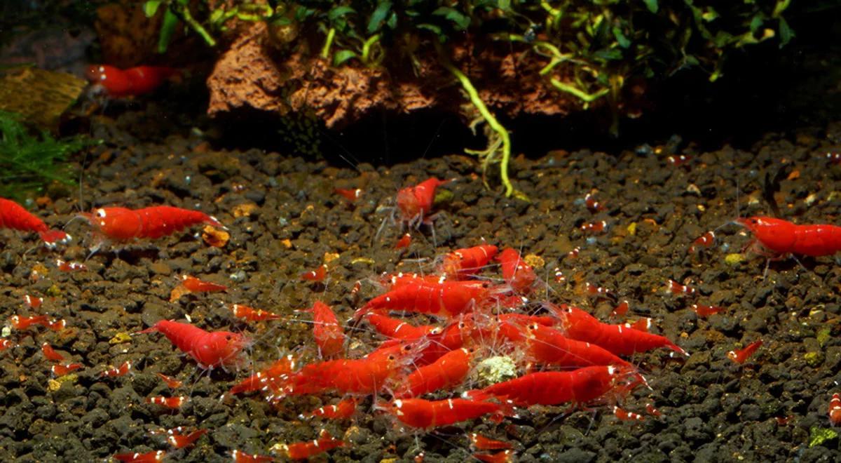 Krewetkowe konkursy piękności