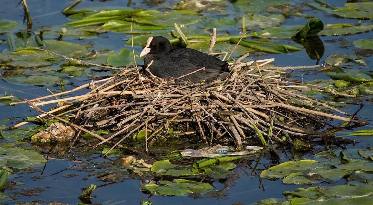 Czy wśród ptaków są jakieś niezdary?