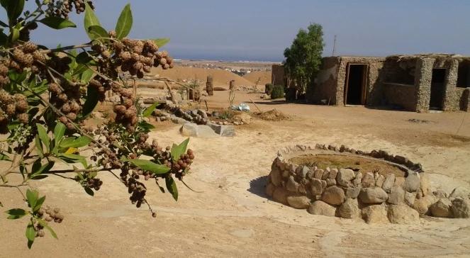 Polka, która przekształca pustynię w urodzajną farmę