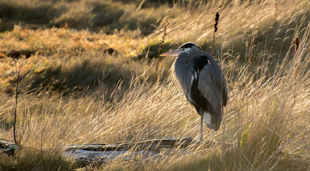 Kiedy ptaki odpoczywają? 