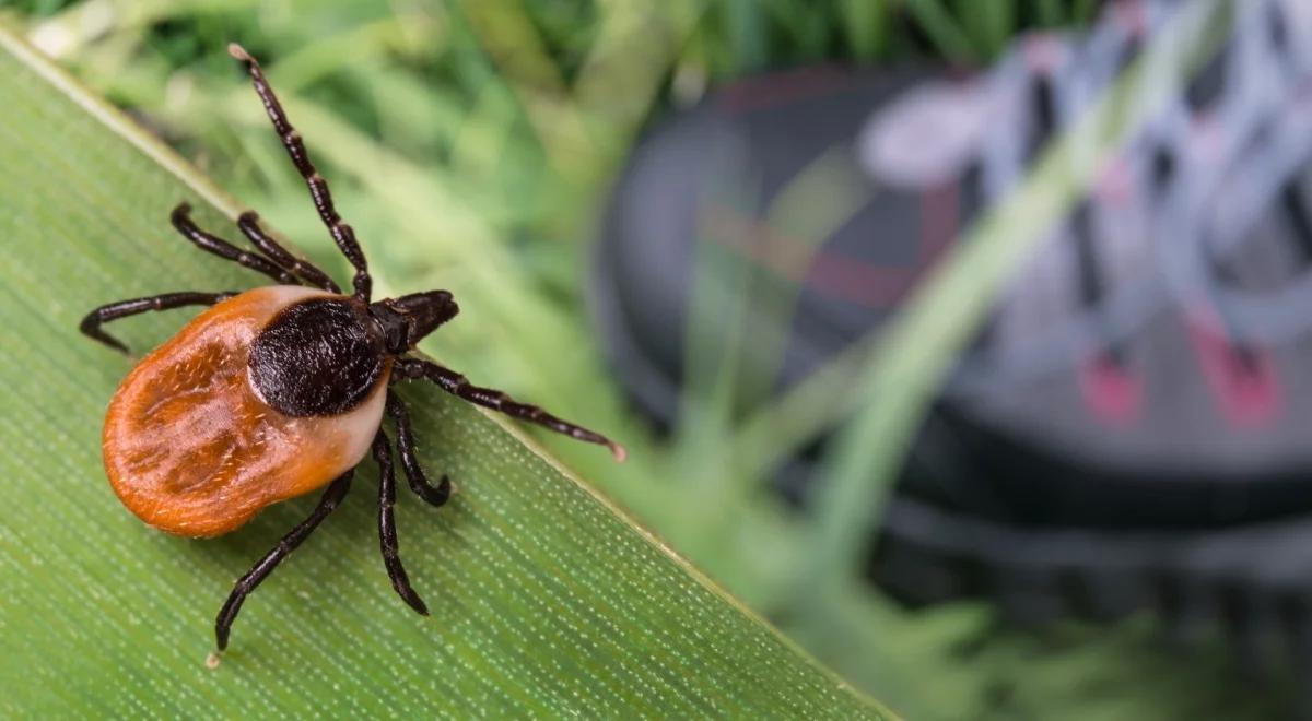 Hyalomma "monster tick" już dotarły do Polski. Jak się chronić przed gigantycznymi kleszczami?
