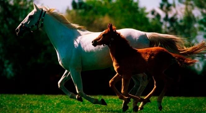 Konie, moja miłość