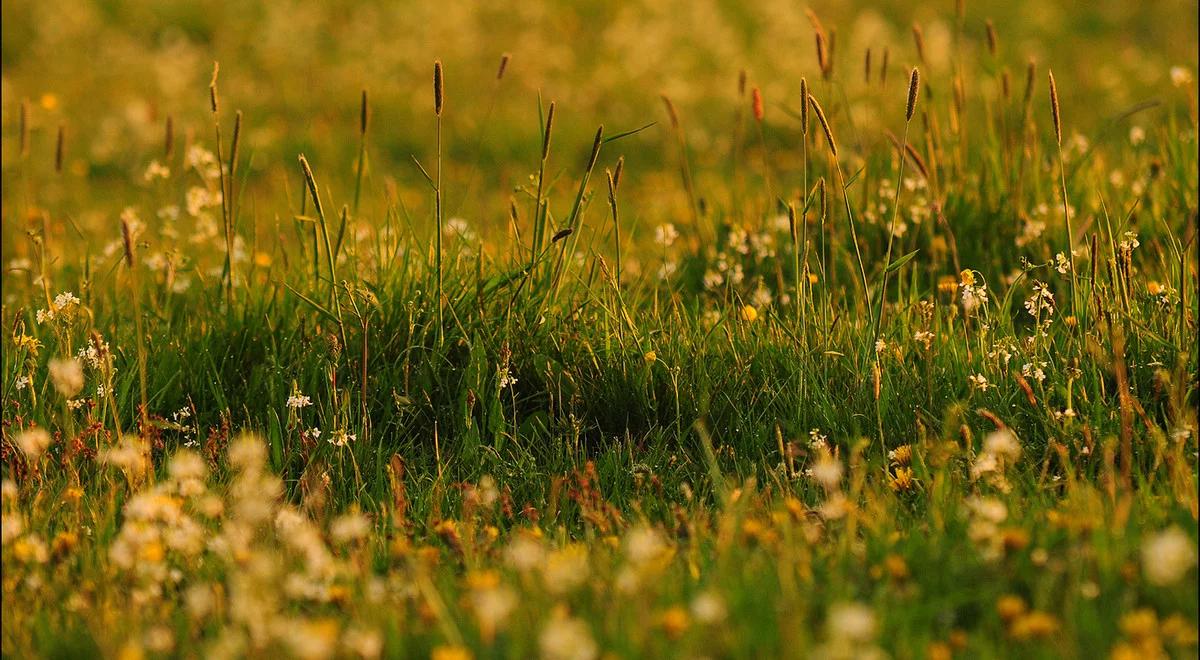Co smacznego możemy znaleźć na łące?