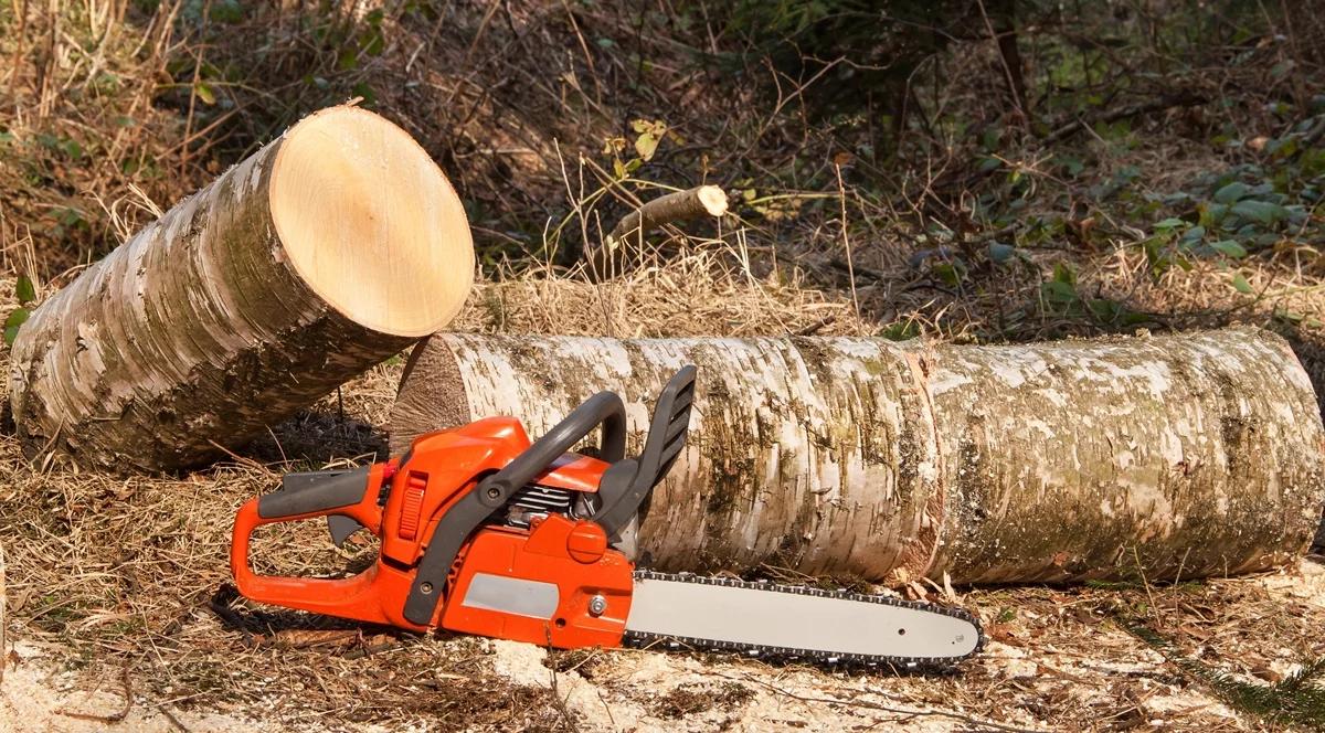 Czy politycy znajdą kompromis ws. ustawy o wycince drzew?