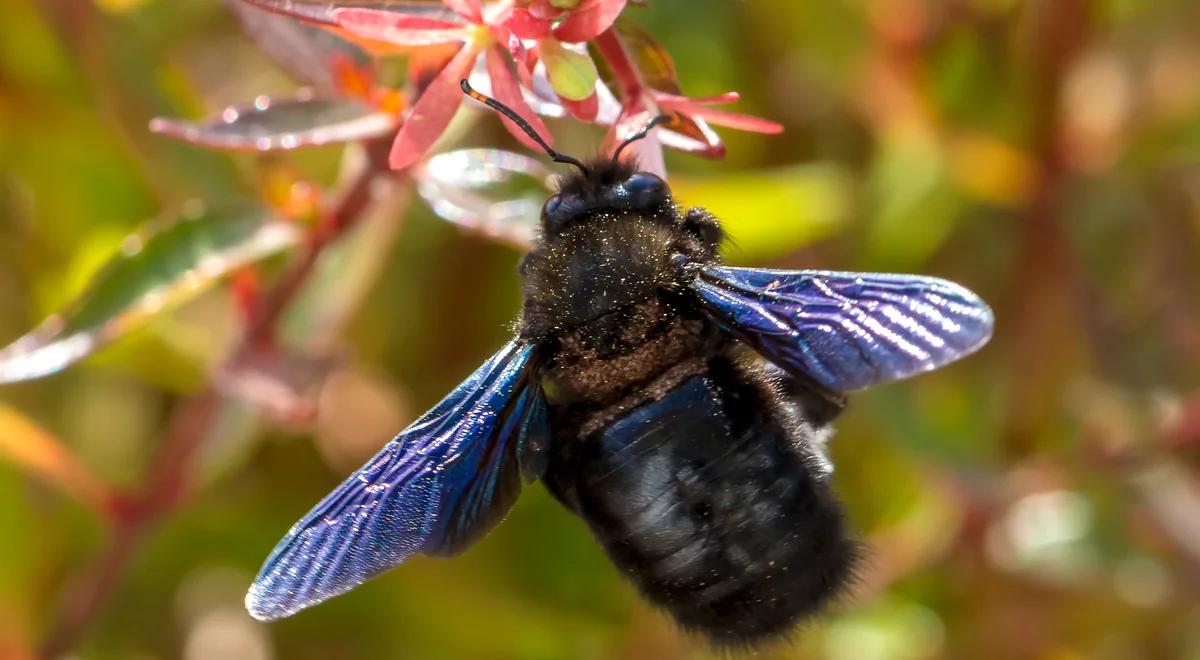 Pszczoła fioletowa powróciła! Jest duża, niegroźna, bardzo pożyteczna i rzadka