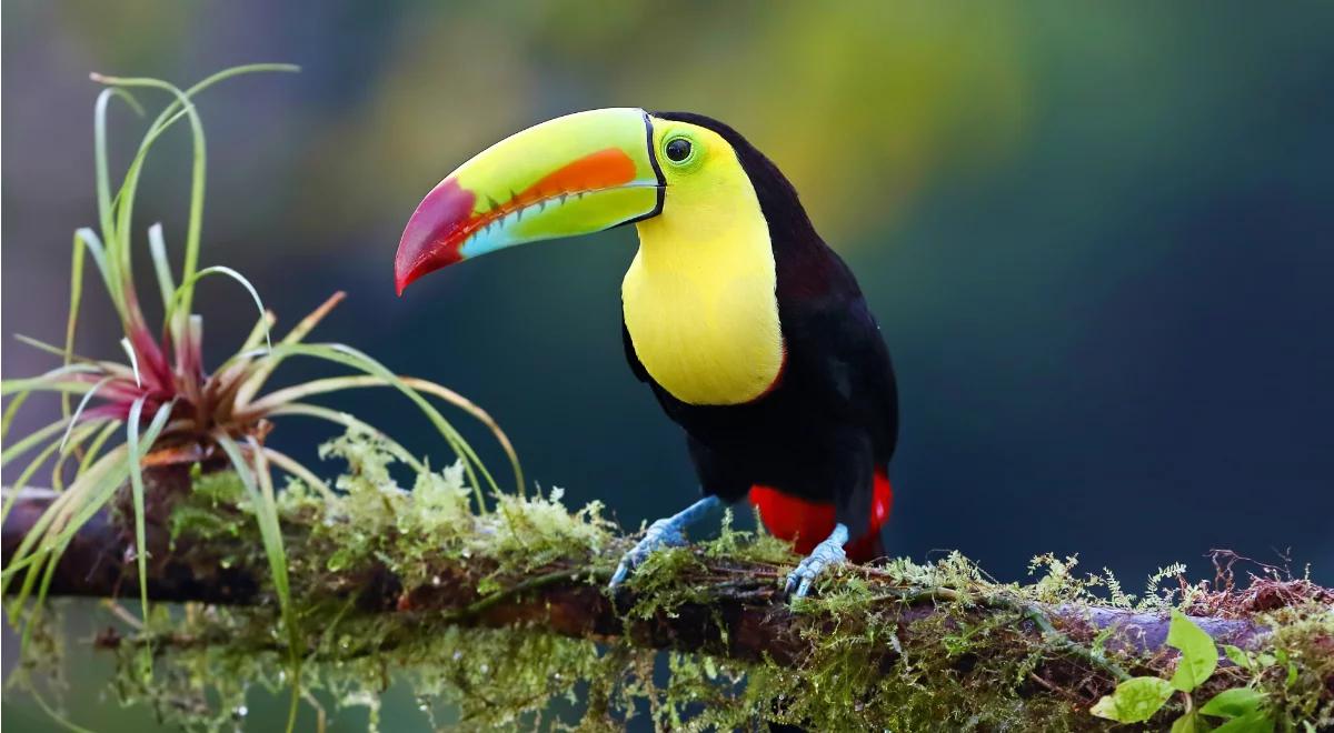 Ptasie dzióbki, dzioby i dziobiska